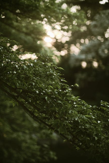 Sunlight filtering through green leaves of a calm forest